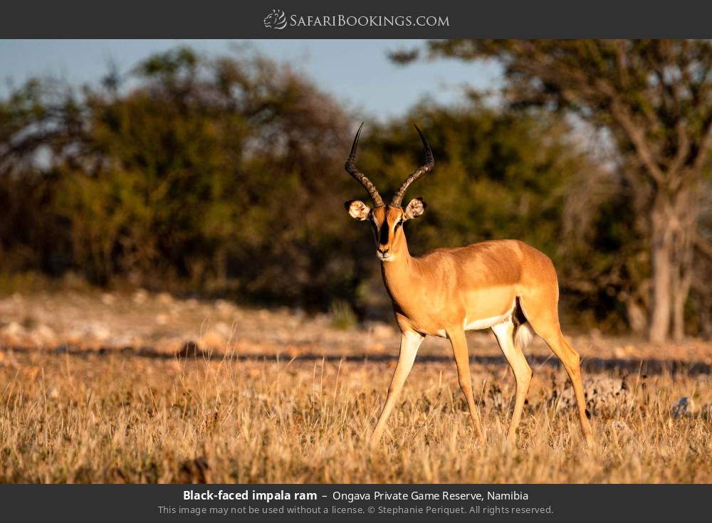 Black-faced impala ram in Ongava Private Game Reserve, Namibia