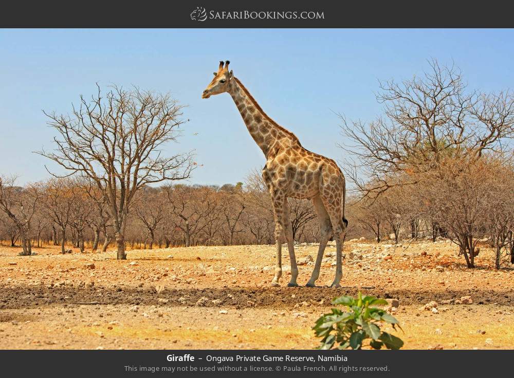 Giraffe in Ongava Private Game Reserve, Namibia