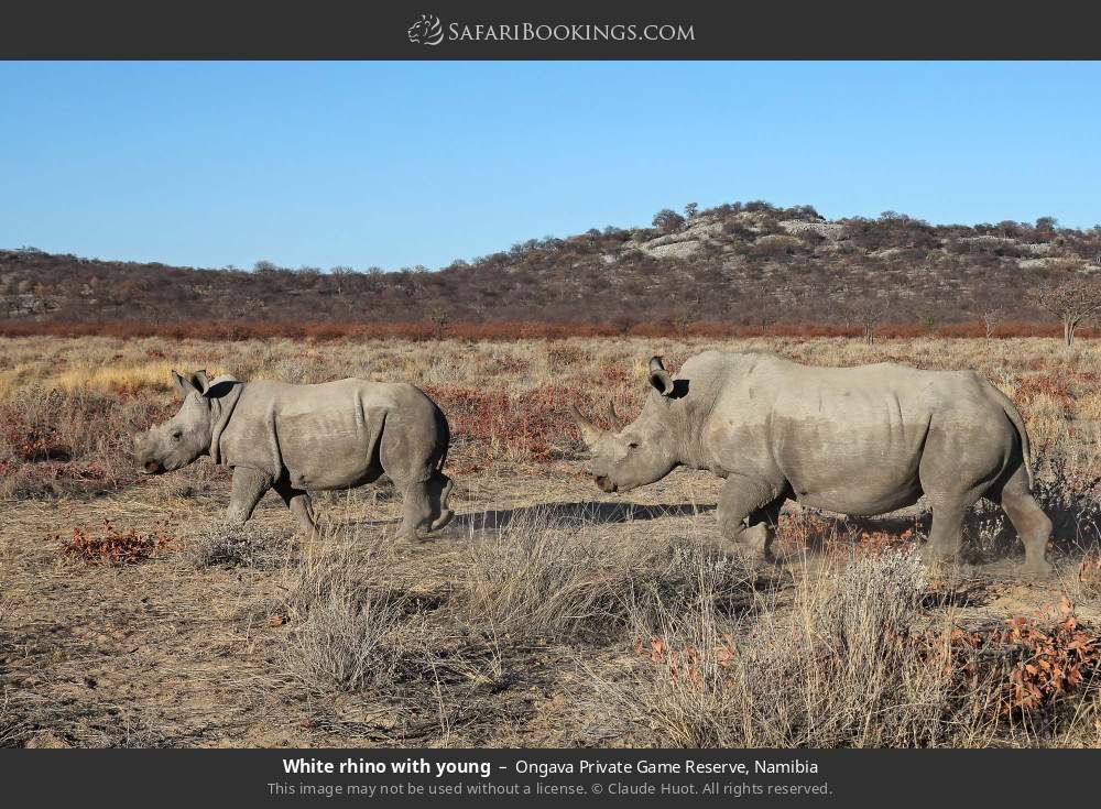 White rhino with young in Ongava Private Game Reserve, Namibia