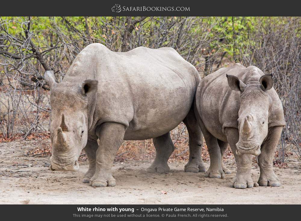 White rhino with young in Ongava Private Game Reserve, Namibia