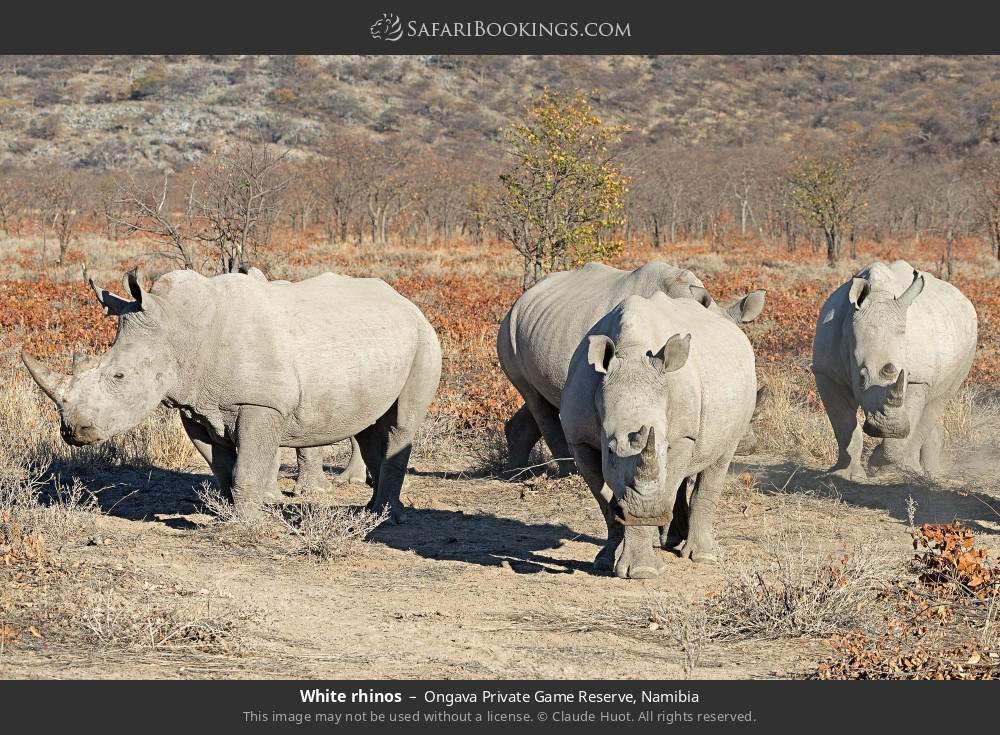 White rhinos in Ongava Private Game Reserve, Namibia