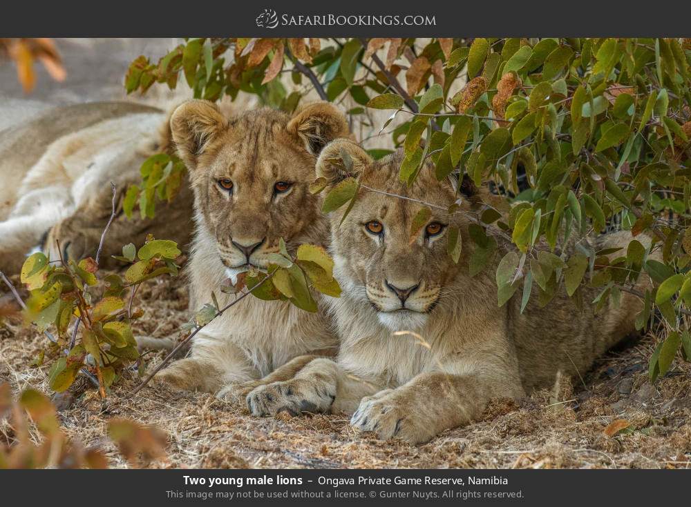 Two young male lions in Ongava Private Game Reserve, Namibia