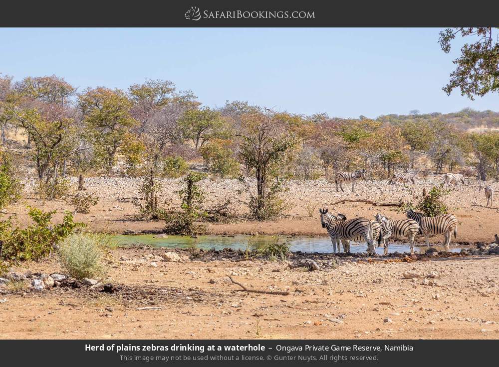 Herd of plains zebras drinking at a waterhole in Ongava Private Game Reserve, Namibia