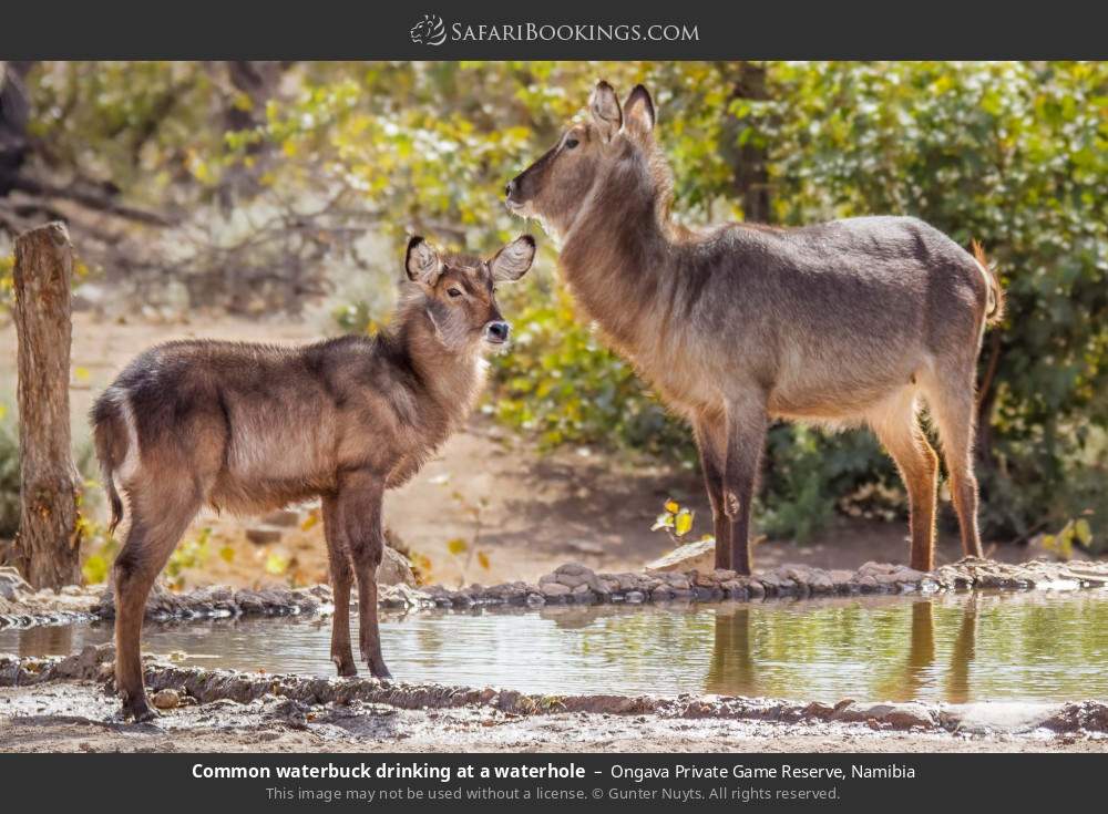 Common waterbuck drinking at a waterhole in Ongava Private Game Reserve, Namibia