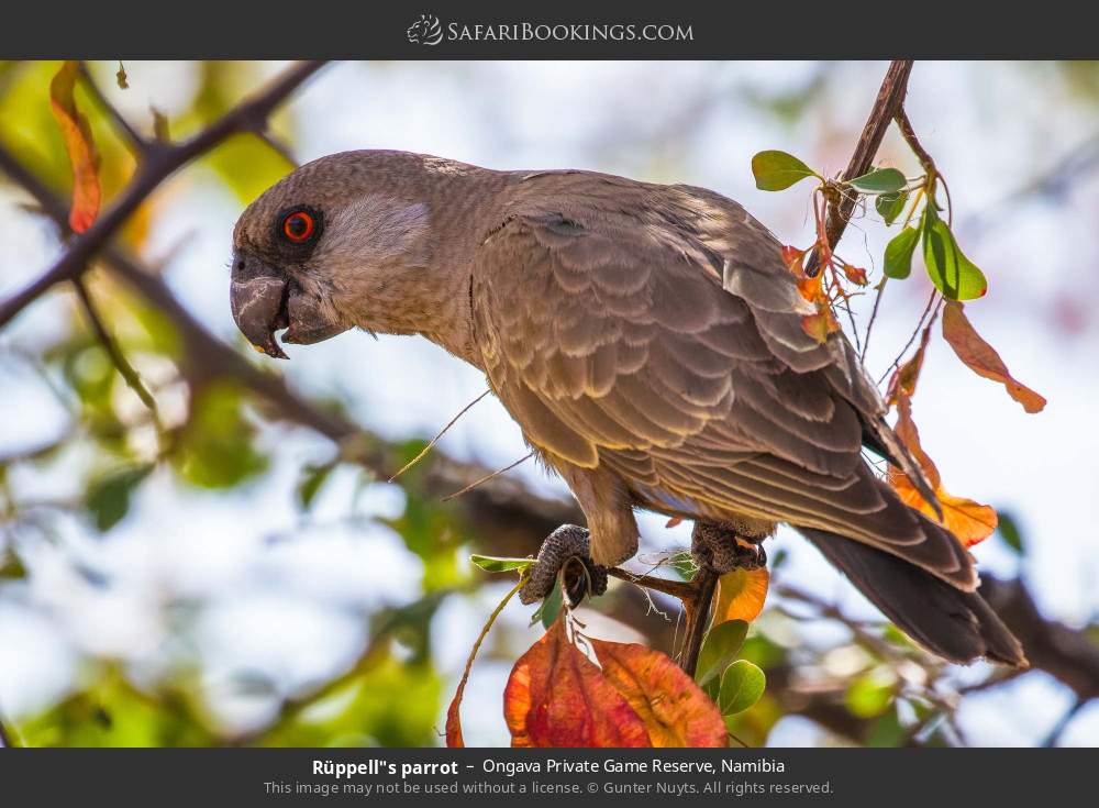Rüppell's parrot in Ongava Private Game Reserve, Namibia