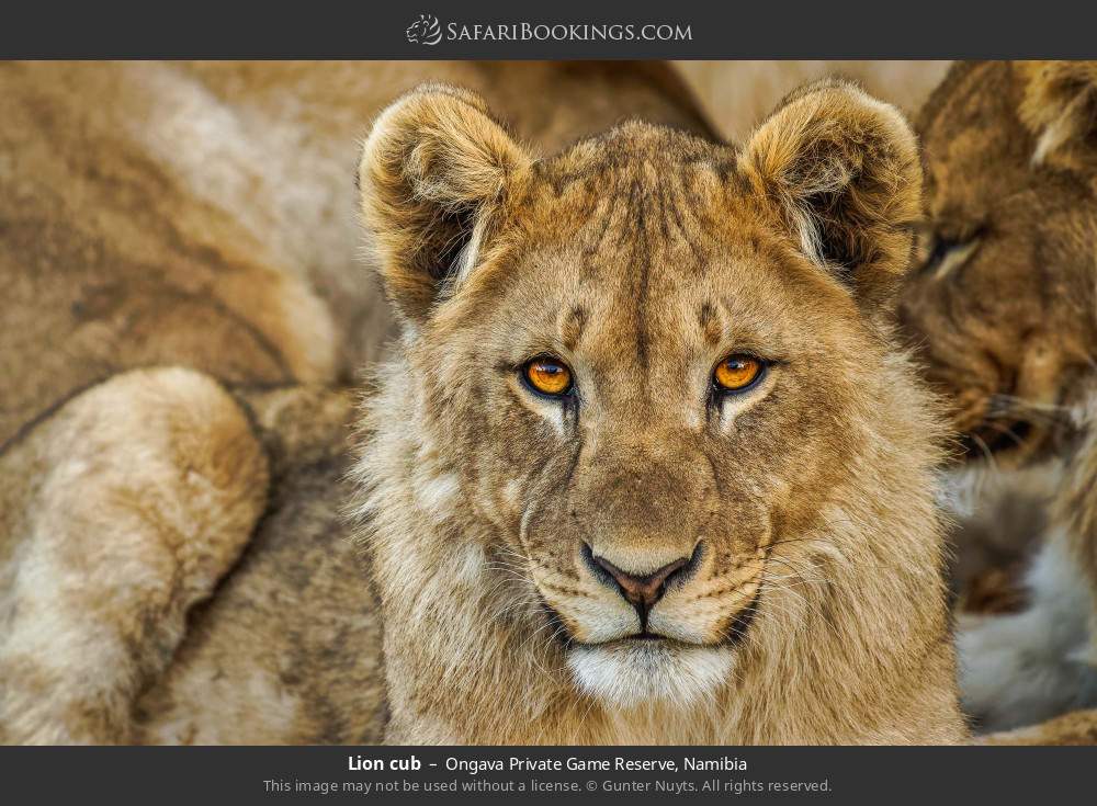 Lion cub in Ongava Private Game Reserve, Namibia