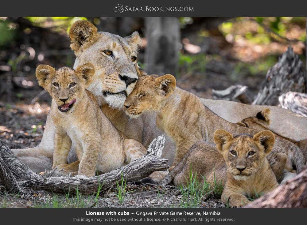 Lioness with cubs in Ongava Private Game Reserve, Namibia