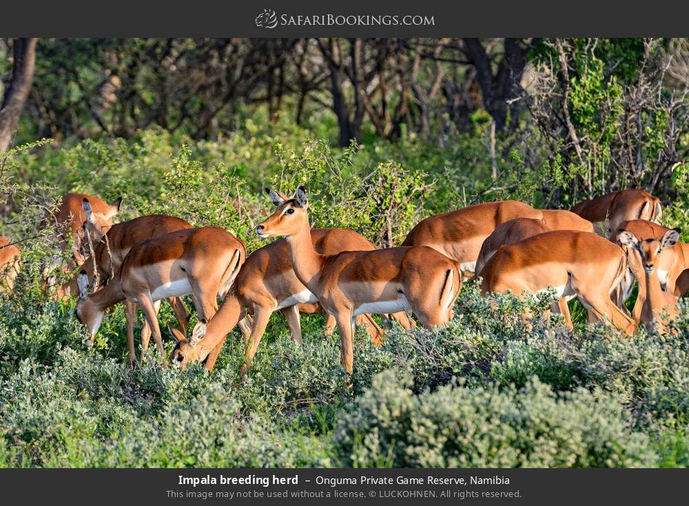 Impala breeding herd in Onguma Private Game Reserve, Namibia