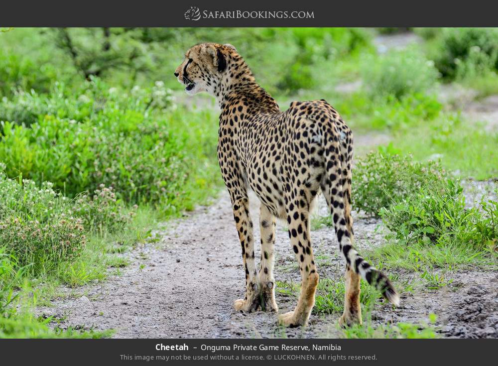 Cheetah in Onguma Private Game Reserve, Namibia