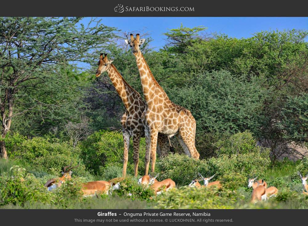 Giraffes in Onguma Private Game Reserve, Namibia