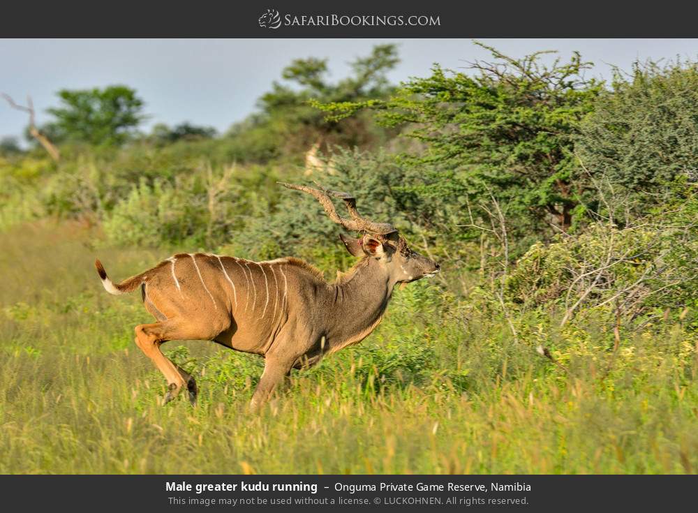 Male greater kudu running in Onguma Private Game Reserve, Namibia