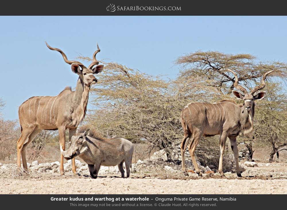 Greater kudus and warthog at a waterhole in Onguma Private Game Reserve, Namibia