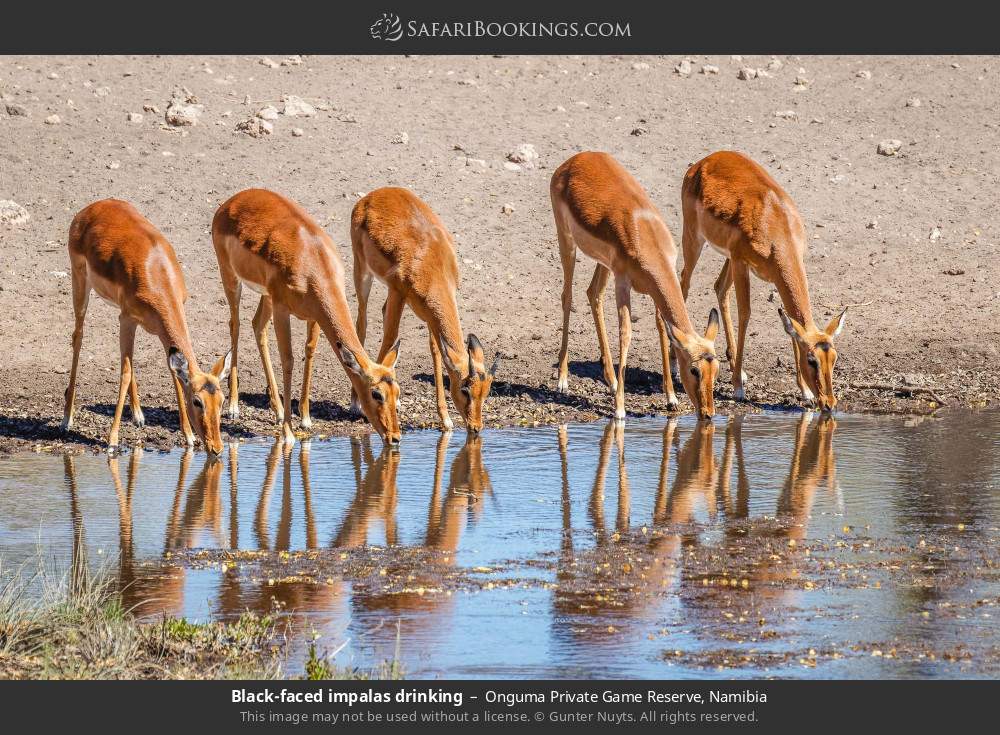 Black-faced impalas drinking in Onguma Private Game Reserve, Namibia