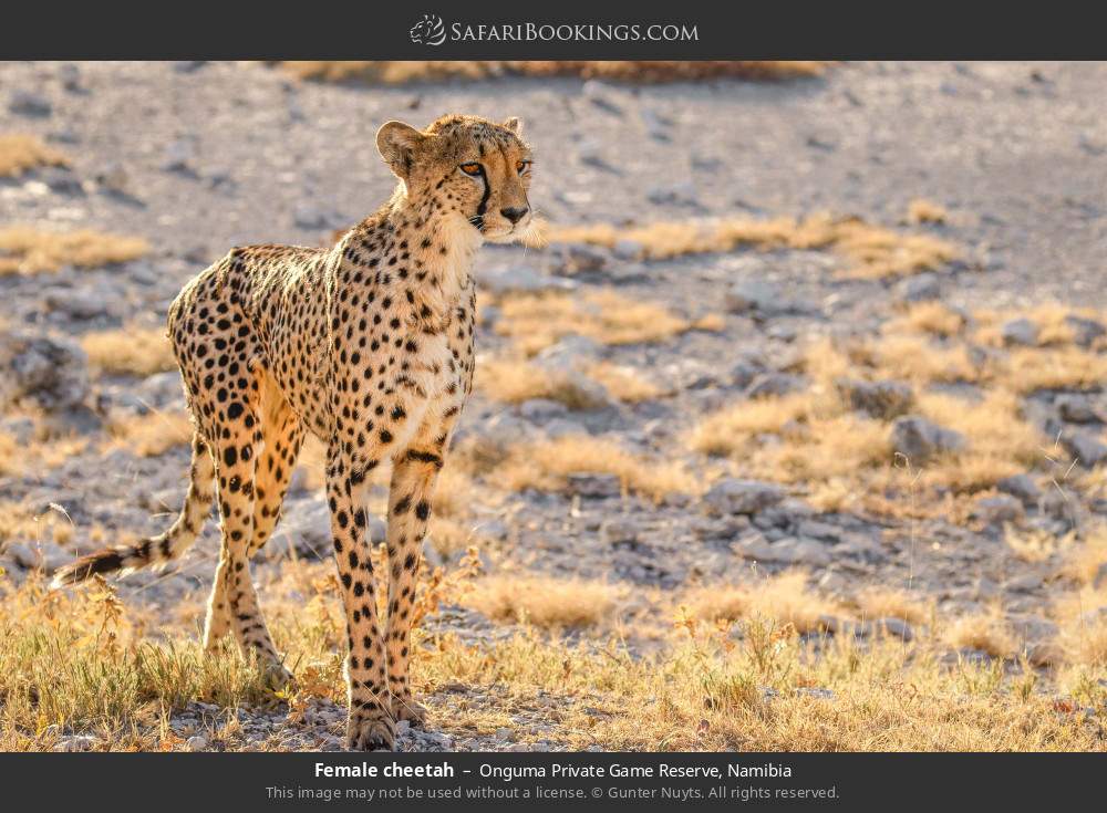 Female cheetah in Onguma Private Game Reserve, Namibia