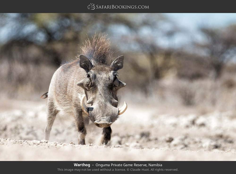 Warthog in Onguma Private Game Reserve, Namibia