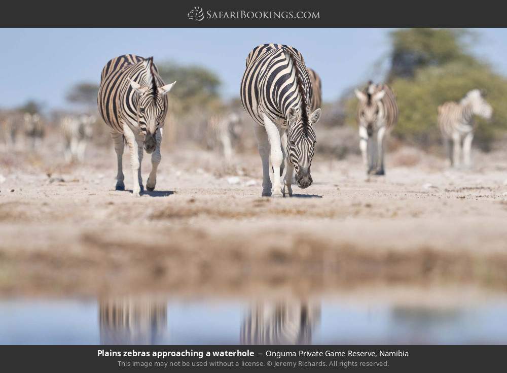 Plains zebras approaching a waterhole in Onguma Private Game Reserve, Namibia