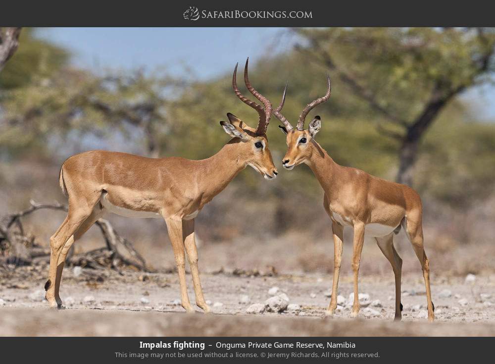 Impalas fighting in Onguma Private Game Reserve, Namibia