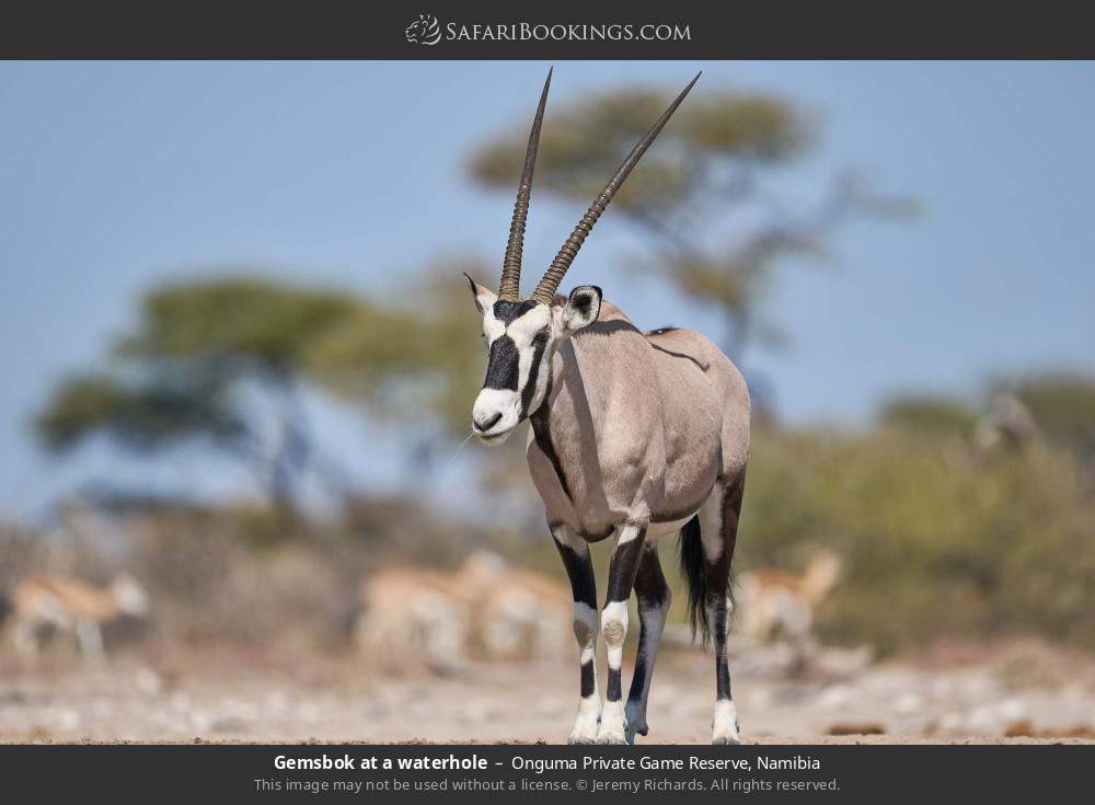 Gemsbok at a waterhole in Onguma Private Game Reserve, Namibia