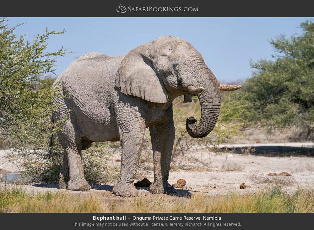 Elephant bull in Onguma Private Game Reserve, Namibia