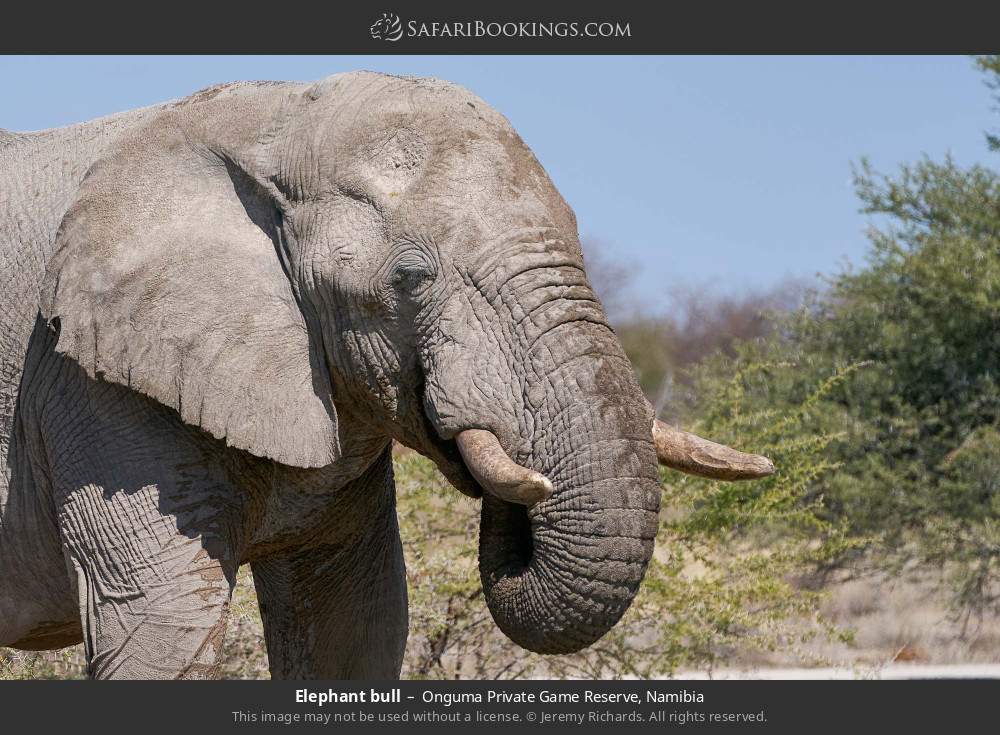 Elephant bull in Onguma Private Game Reserve, Namibia