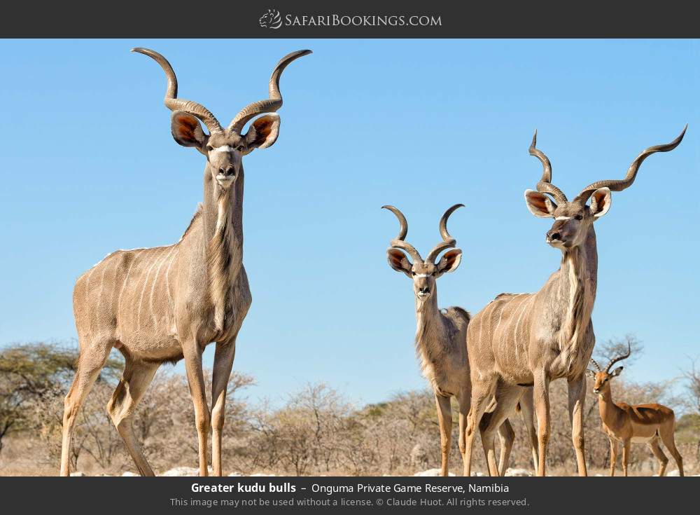 Greater kudu bulls in Onguma Private Game Reserve, Namibia