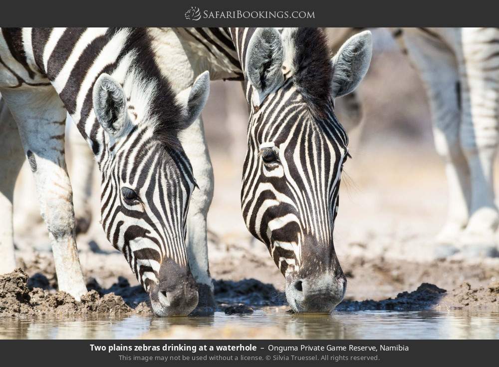 Two plains zebras drinking at a waterhole in Onguma Private Game Reserve, Namibia