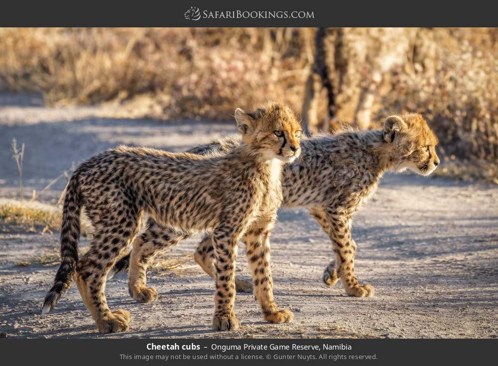 Cheetah cubs in Onguma Private Game Reserve, Namibia