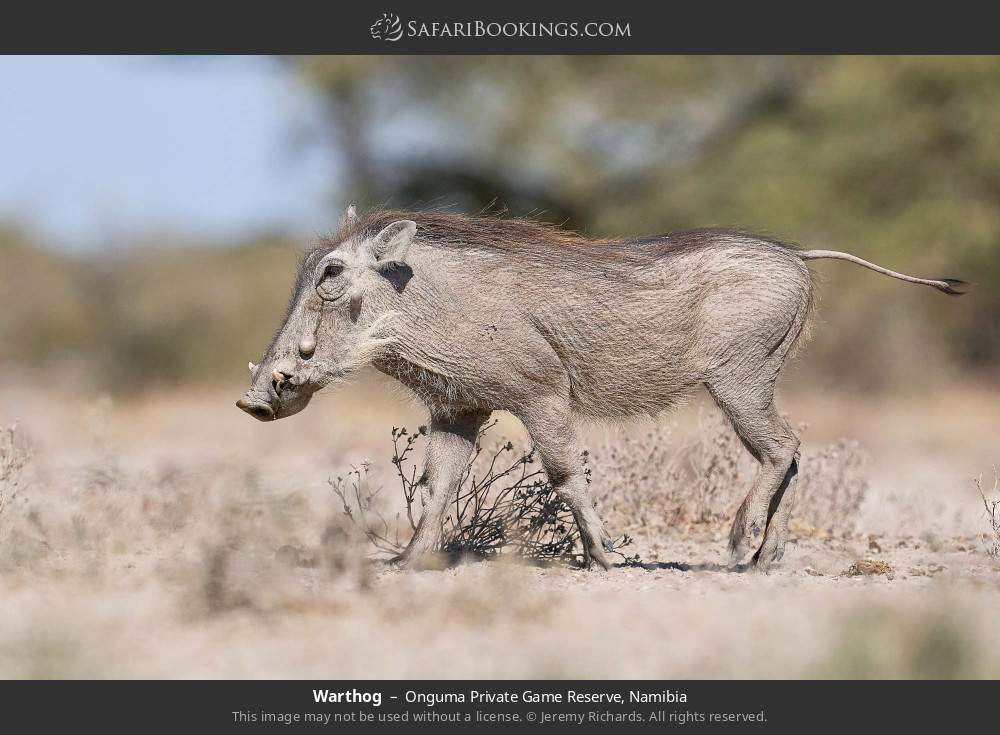 Warthog in Onguma Private Game Reserve, Namibia