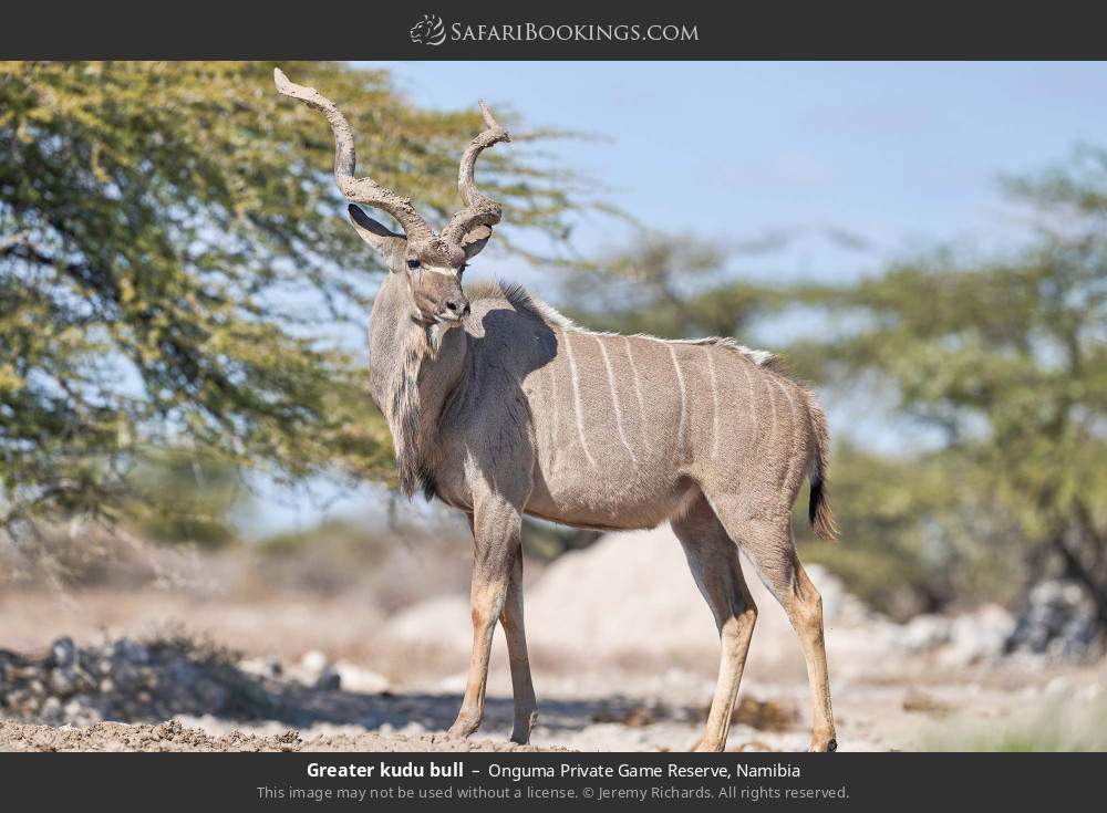 Greater kudu bull in Onguma Private Game Reserve, Namibia