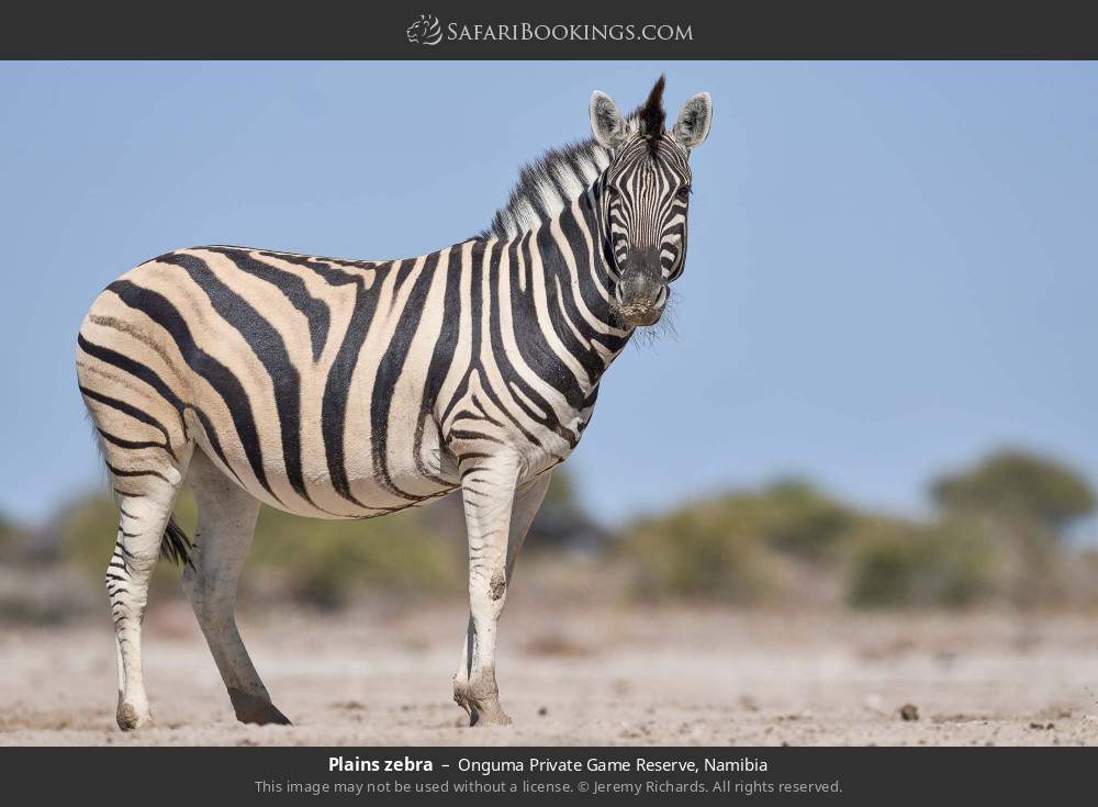Plains zebra in Onguma Private Game Reserve, Namibia