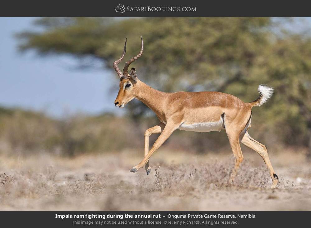 Impala ram fighting during the annual rut in Onguma Private Game Reserve, Namibia