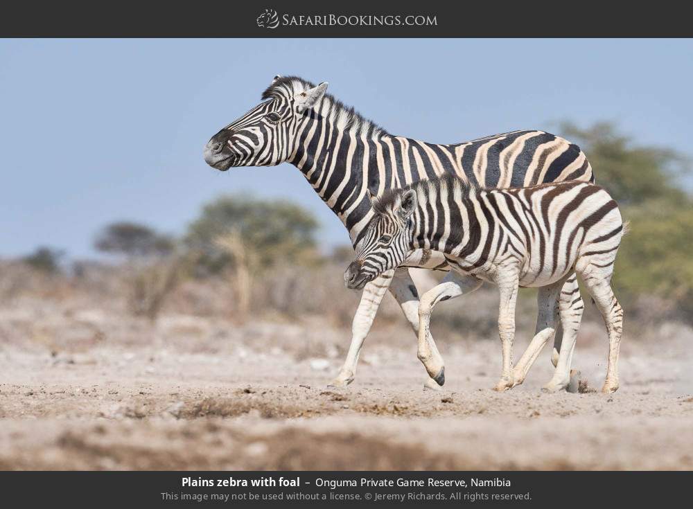 Plains zebra with foal in Onguma Private Game Reserve, Namibia