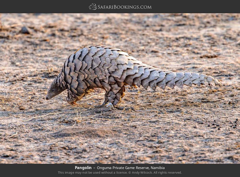 Pangolin in Onguma Private Game Reserve, Namibia