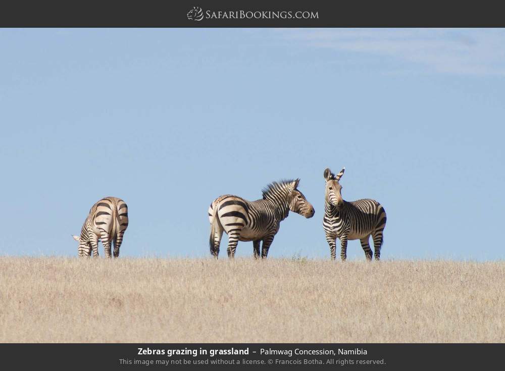 Zebras grazing in grassland in Palmwag Concession, Namibia