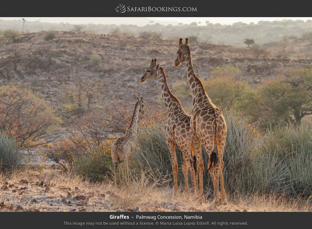 Giraffes in Palmwag Concession, Namibia