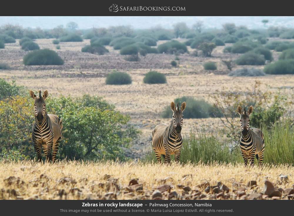 Zebras in rocky landscape in Palmwag Concession, Namibia