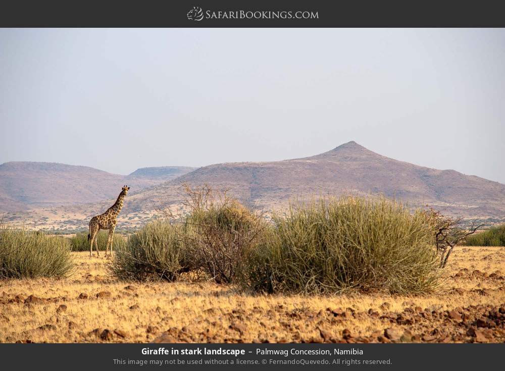 Giraffe in stark landscape in Palmwag Concession, Namibia