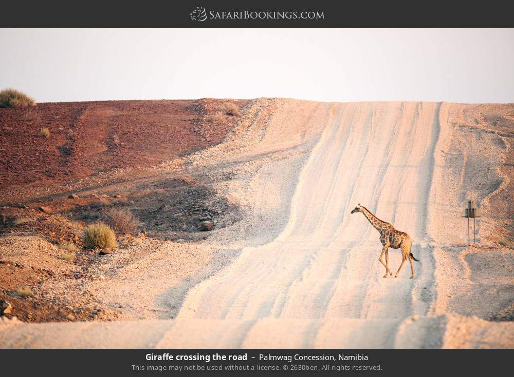 Giraffe crossing the road in Palmwag Concession, Namibia