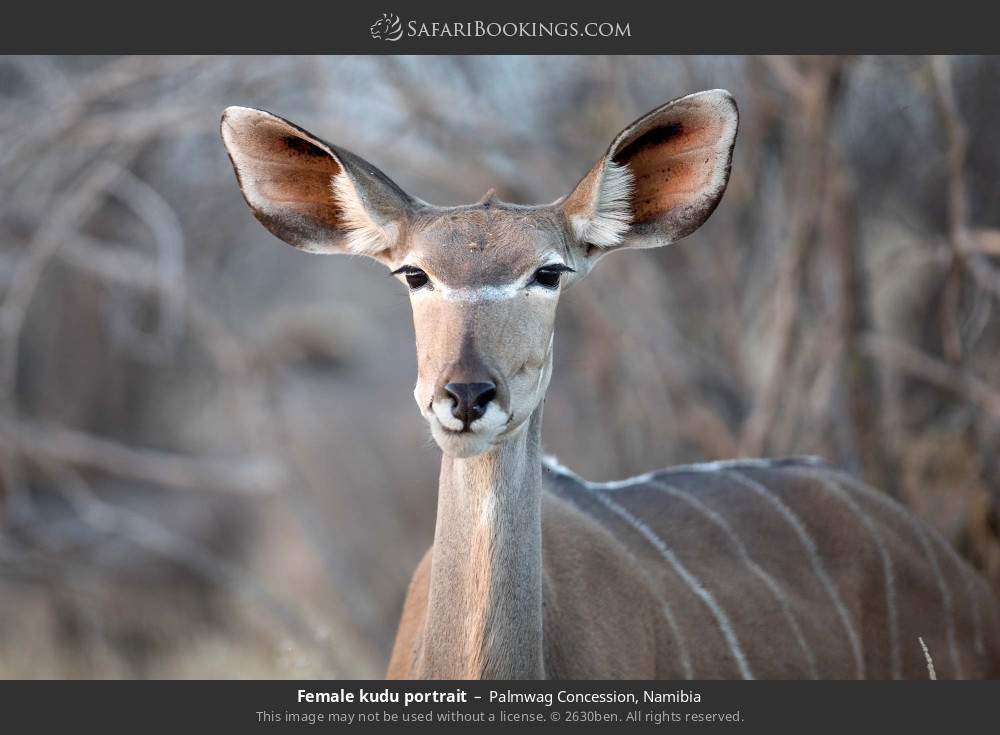 Female kudu portrait in Palmwag Concession, Namibia