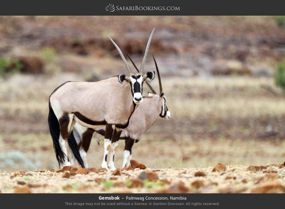 Gemsbok in Palmwag Concession, Namibia