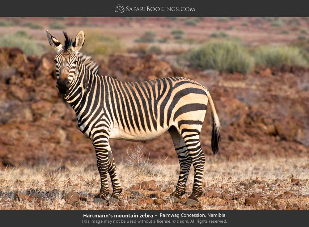 Hartmann's mountain zebra in Palmwag Concession, Namibia