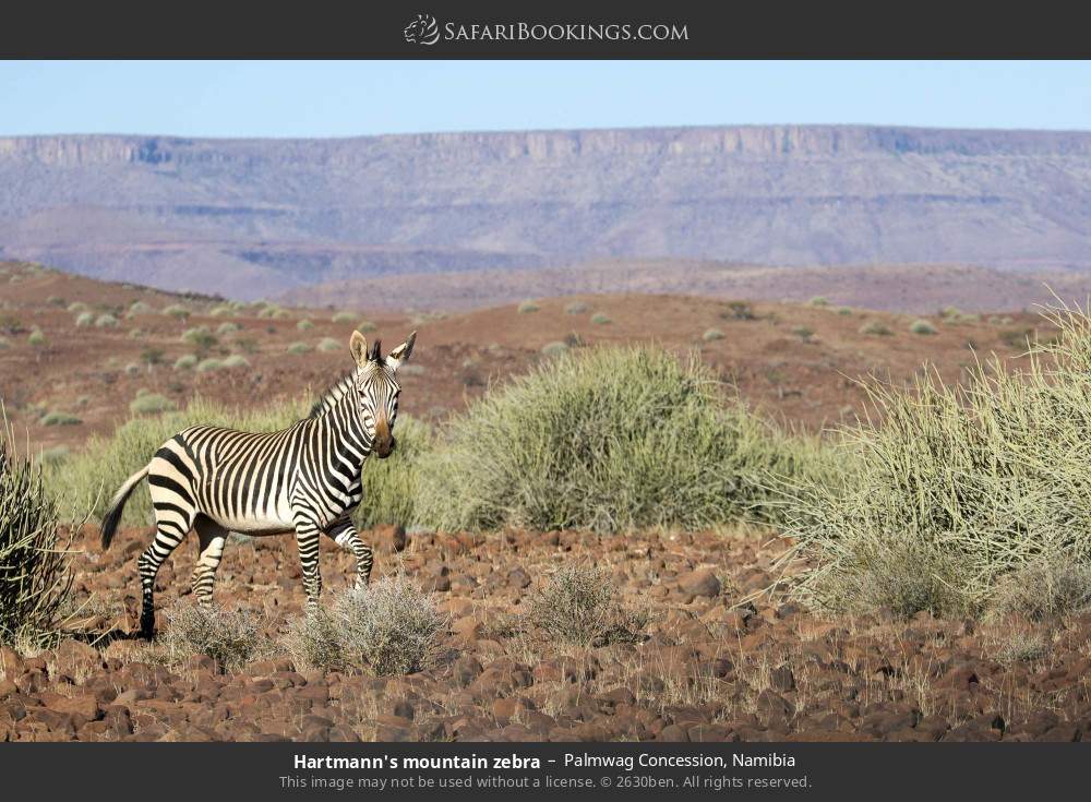 Hartmann's mountain zebra in Palmwag Concession, Namibia