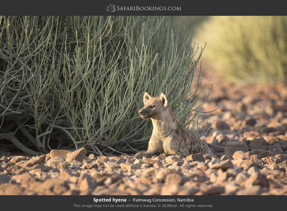 Spotted hyena in Palmwag Concession, Namibia