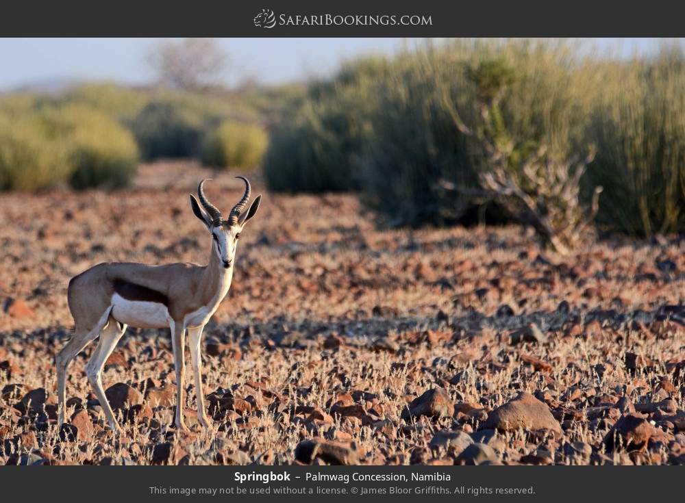 Springbok in Palmwag Concession, Namibia