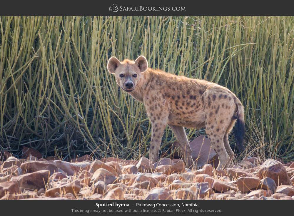 Spotted hyena in Palmwag Concession, Namibia