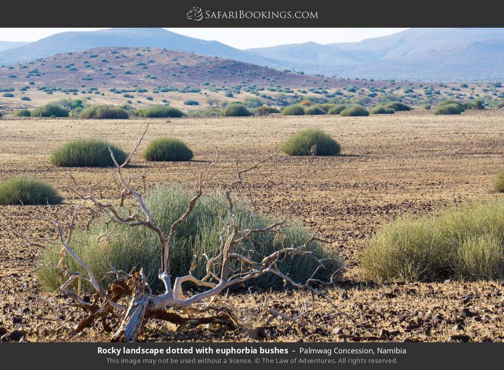 Rocky landscape dotted with euphorbia bushes in Palmwag Concession, Namibia