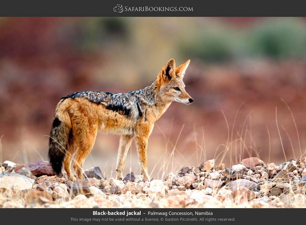 Black-backed jackal in Palmwag Concession, Namibia