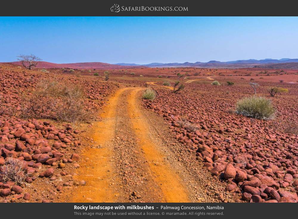 Rocky landscape with milkbushes in Palmwag Concession, Namibia