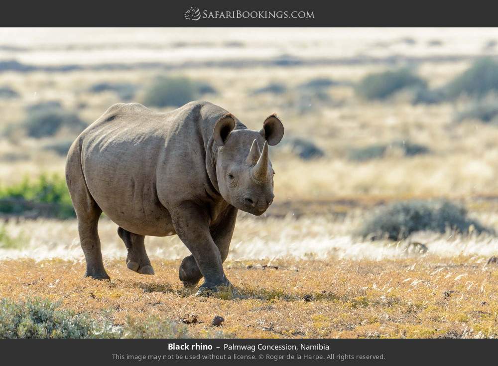 Black rhino in Palmwag Concession, Namibia