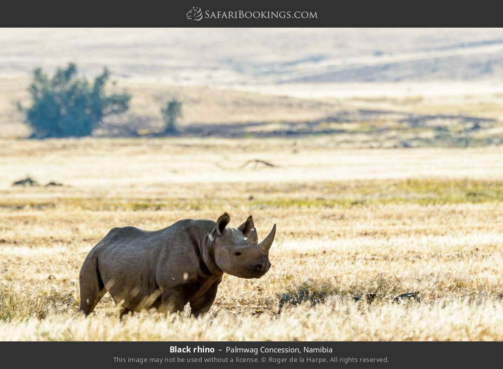 Black rhino in Palmwag Concession, Namibia